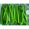 Asparagus congelado asparagusfrozen IQF Asparagus Vegetales congelados